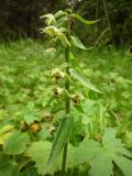 Epipactis helleborine. Соцветие. Архангельская обл., Вельский р-н, окр. пос. Усть-Шоноша, лес. 21 июля 2009 г.