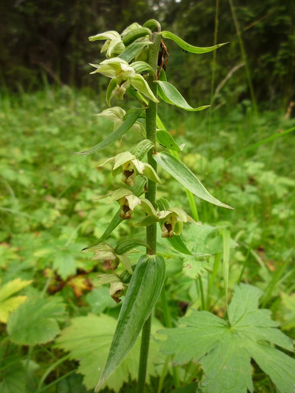 Image of Epipactis helleborine specimen.