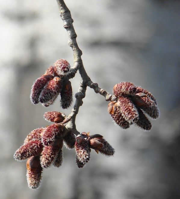 Image of genus Populus specimen.