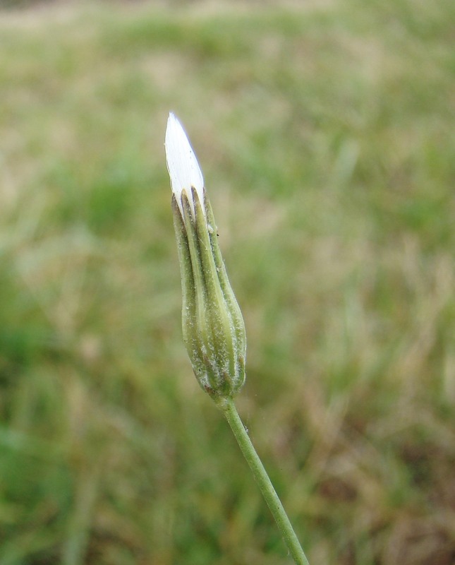 Изображение особи Chondrilla graminea.