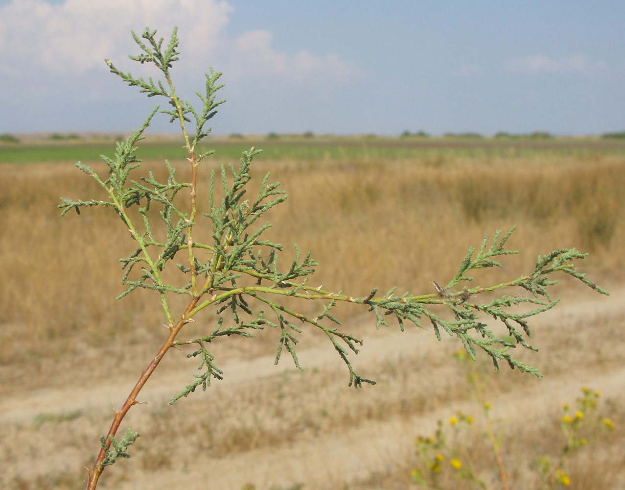 Image of Tamarix ramosissima specimen.
