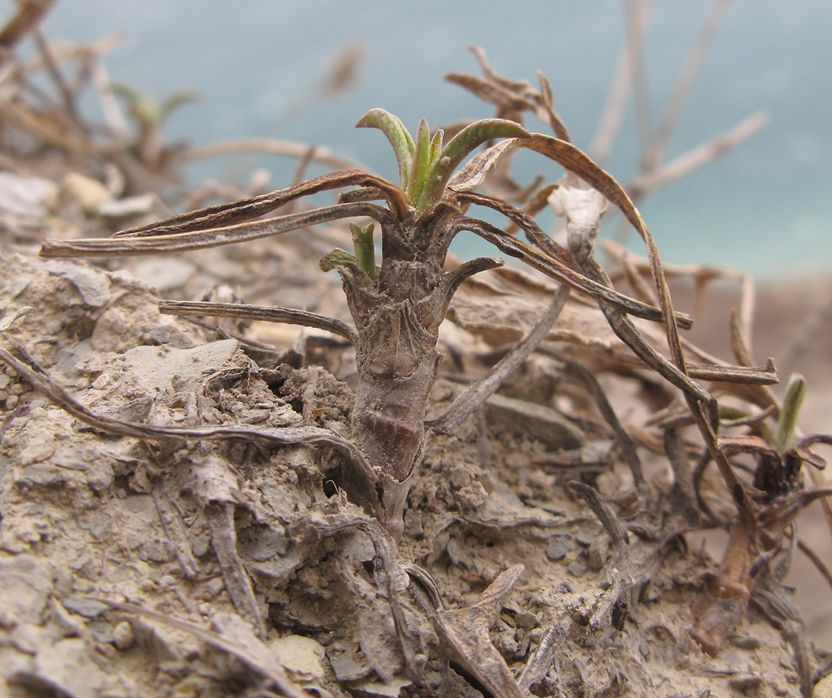 Image of Cephalaria coriacea specimen.