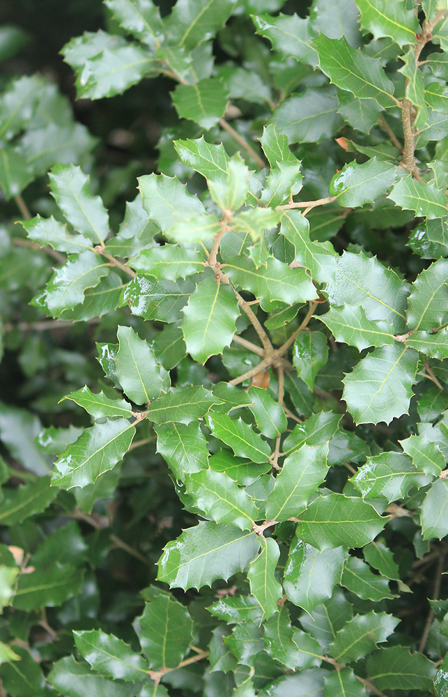 Изображение особи Quercus coccifera.