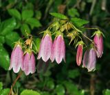 Campanula takesimana. Соцветия. Московская обл., Раменский р-н, окр. дер. Хрипань, садовый участок. 26.07.2015.