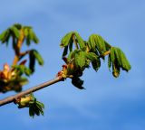 Aesculus hippocastanum