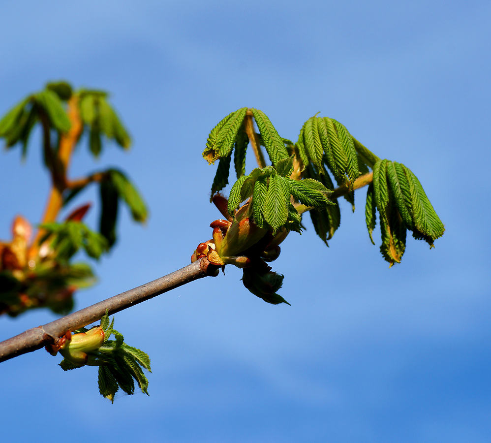 Изображение особи Aesculus hippocastanum.