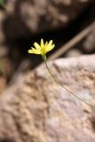 Crepis pulchra ssp. turkestanica