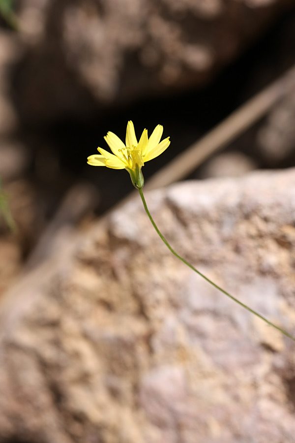 Изображение особи Crepis pulchra ssp. turkestanica.