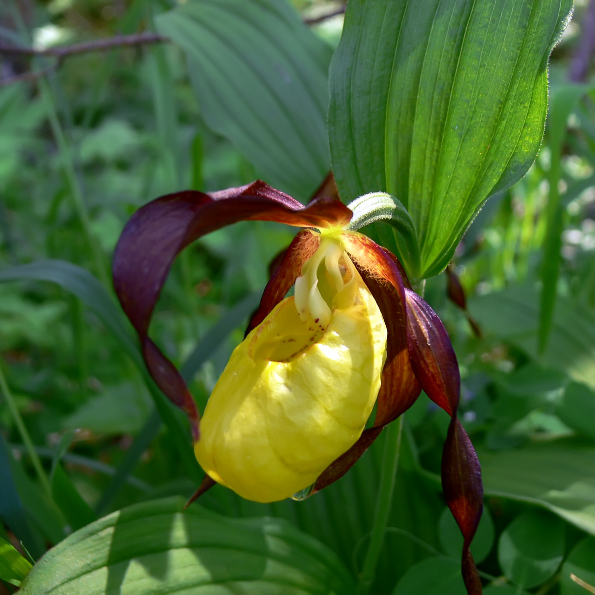 Изображение особи Cypripedium calceolus.