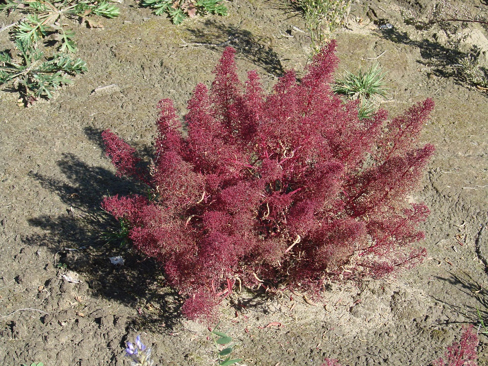 Image of Teloxys aristata specimen.