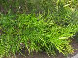 Homalocladium platycladum