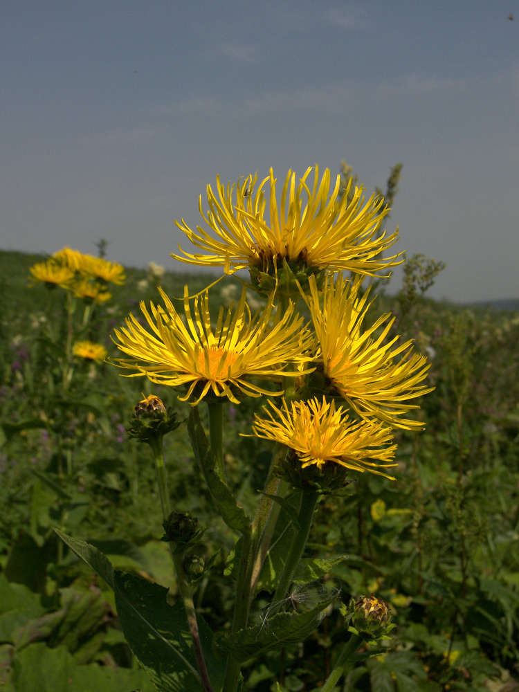 Изображение особи Inula helenium.