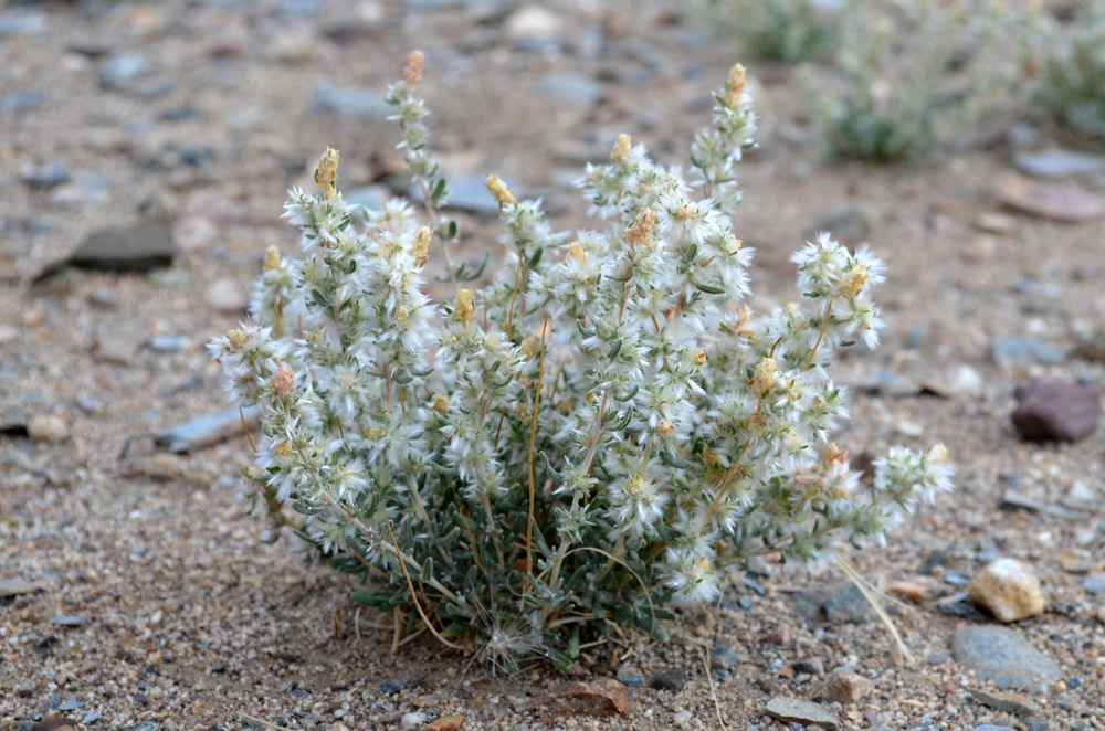 Image of Krascheninnikovia ceratoides specimen.