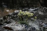 Schivereckia podolica. Цветущие растения. Пермский край, Лысьвенский р-н, долина р. Чусовой, на вершине камня \"Дужной\". 02.05.2015.
