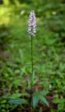 Dactylorhiza fuchsii. Цветущее растение. Пермский край, Чусовской р-н, пойма р. Койва, тенистая опушка соснового леса. 04.07.2014.