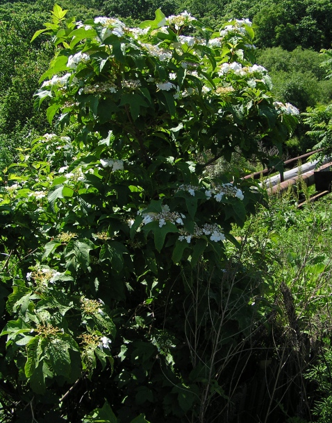 Image of Viburnum sargentii specimen.