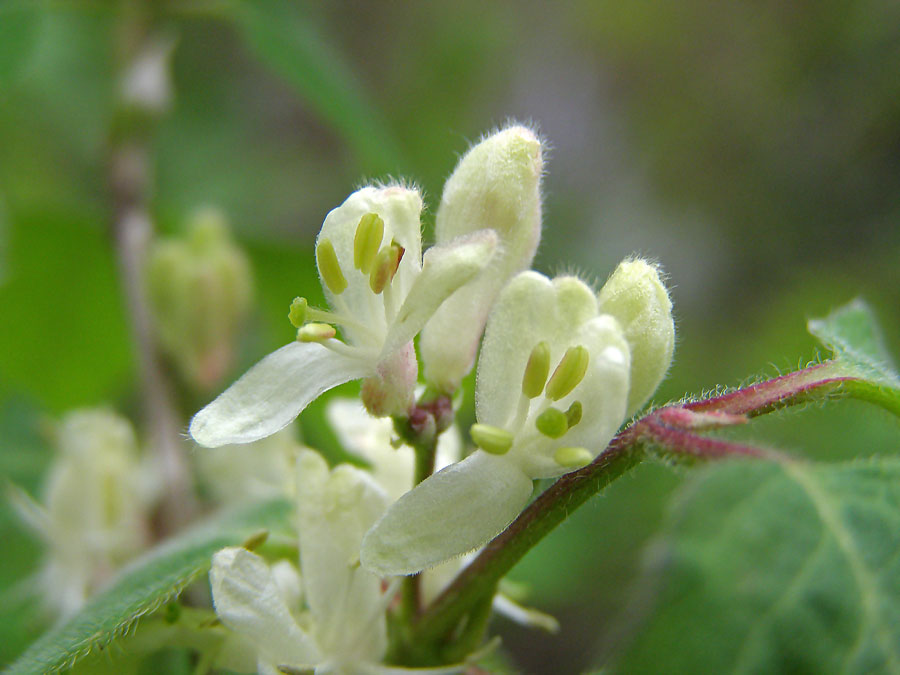 Image of Lonicera xylosteum specimen.