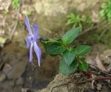 Vinca pubescens. Цветущее растение. Краснодарский край, Сочи, окр. Адлера, в лесу у ручья. 25.02.2015.