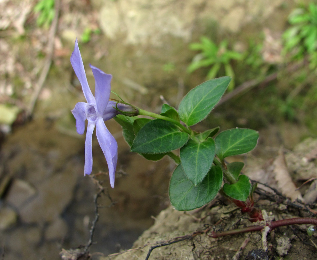 Изображение особи Vinca pubescens.