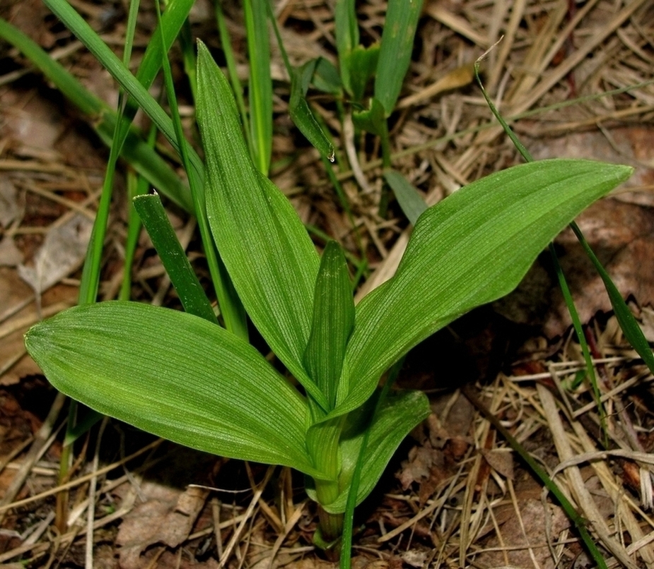 Image of Epipactis palustris specimen.