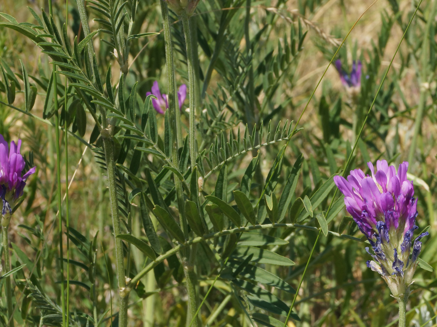 Image of Astragalus onobrychis specimen.