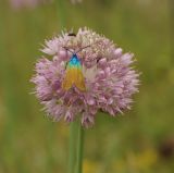 Allium strictum