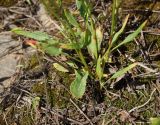 Rumex acetosella