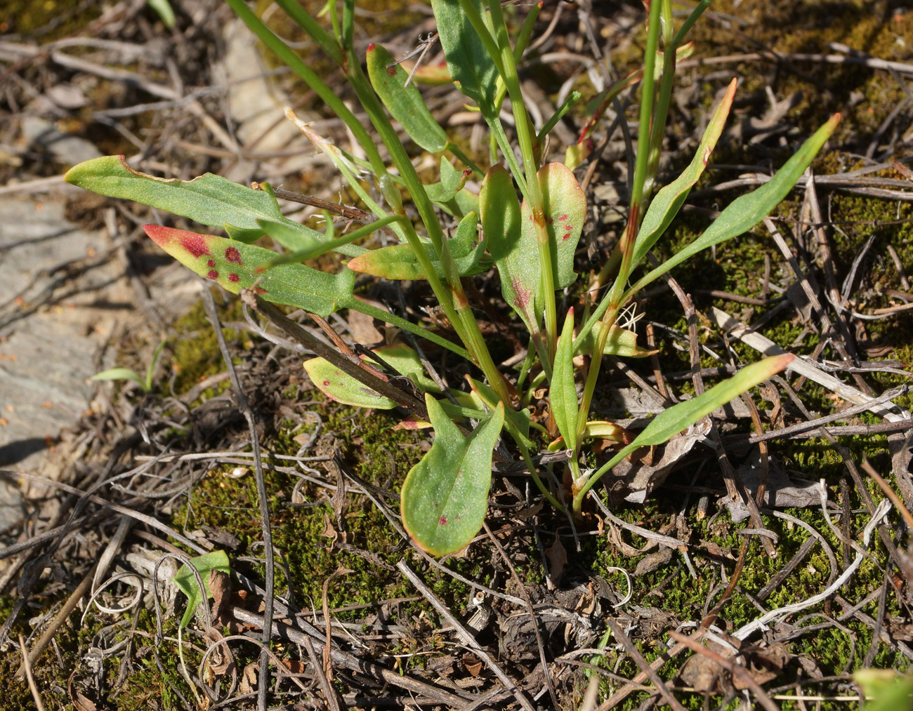 Изображение особи Rumex acetosella.