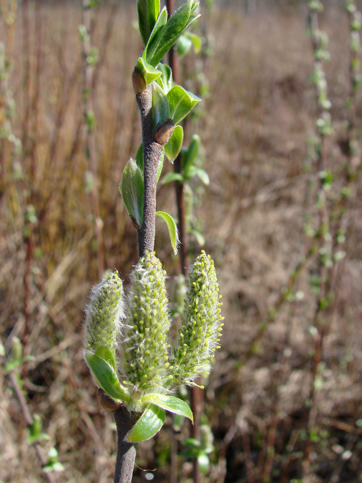 Image of genus Salix specimen.