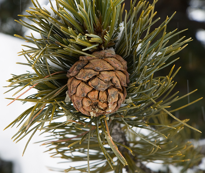 Изображение особи Pinus cembra.