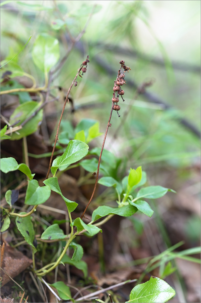 Изображение особи Orthilia secunda.