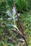 Potentilla heidenreichii. Часть побега с листьями (нижняя сторона). Челябинская обл., окр. г. Челябинск, Золотая горка, обочина дороги в берёзовом лесу. 24.08.2015.