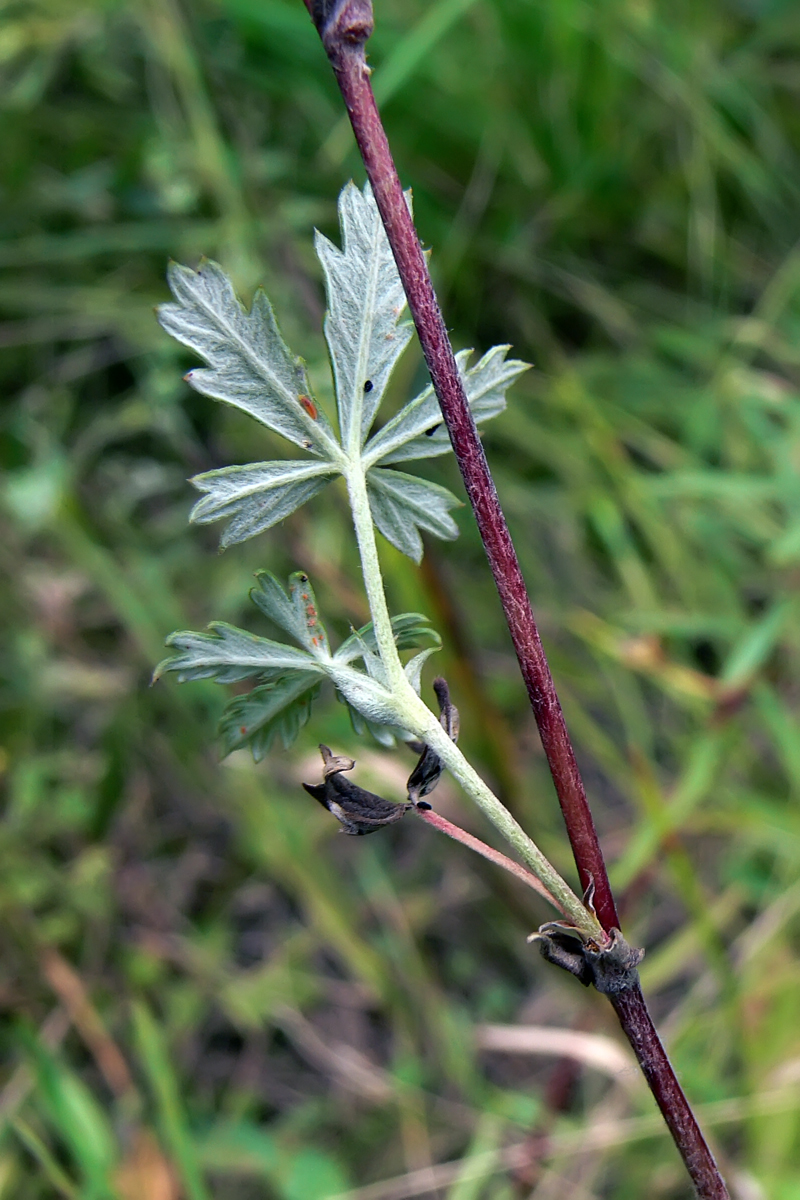 Image of Potentilla heidenreichii specimen.