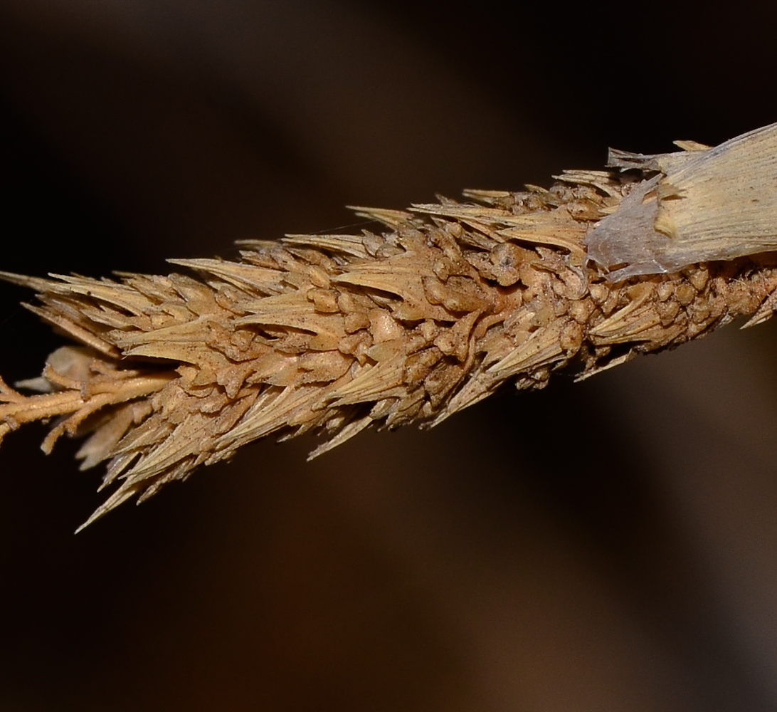 Image of Phalaris paradoxa specimen.