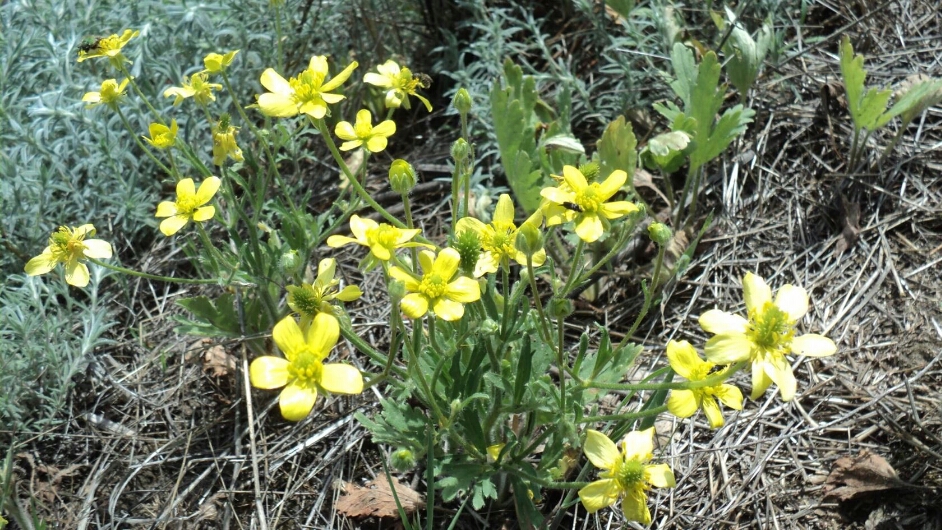 Image of Ranunculus oxyspermus specimen.