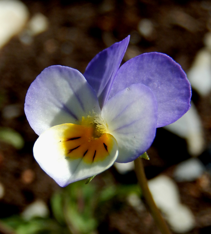 Image of Viola hymettia specimen.