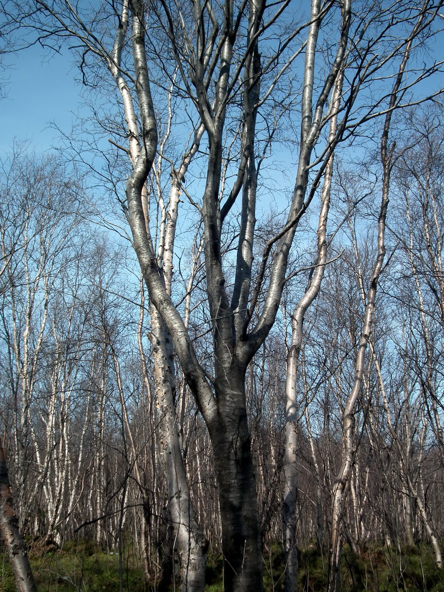 Image of Sorbus aucuparia specimen.