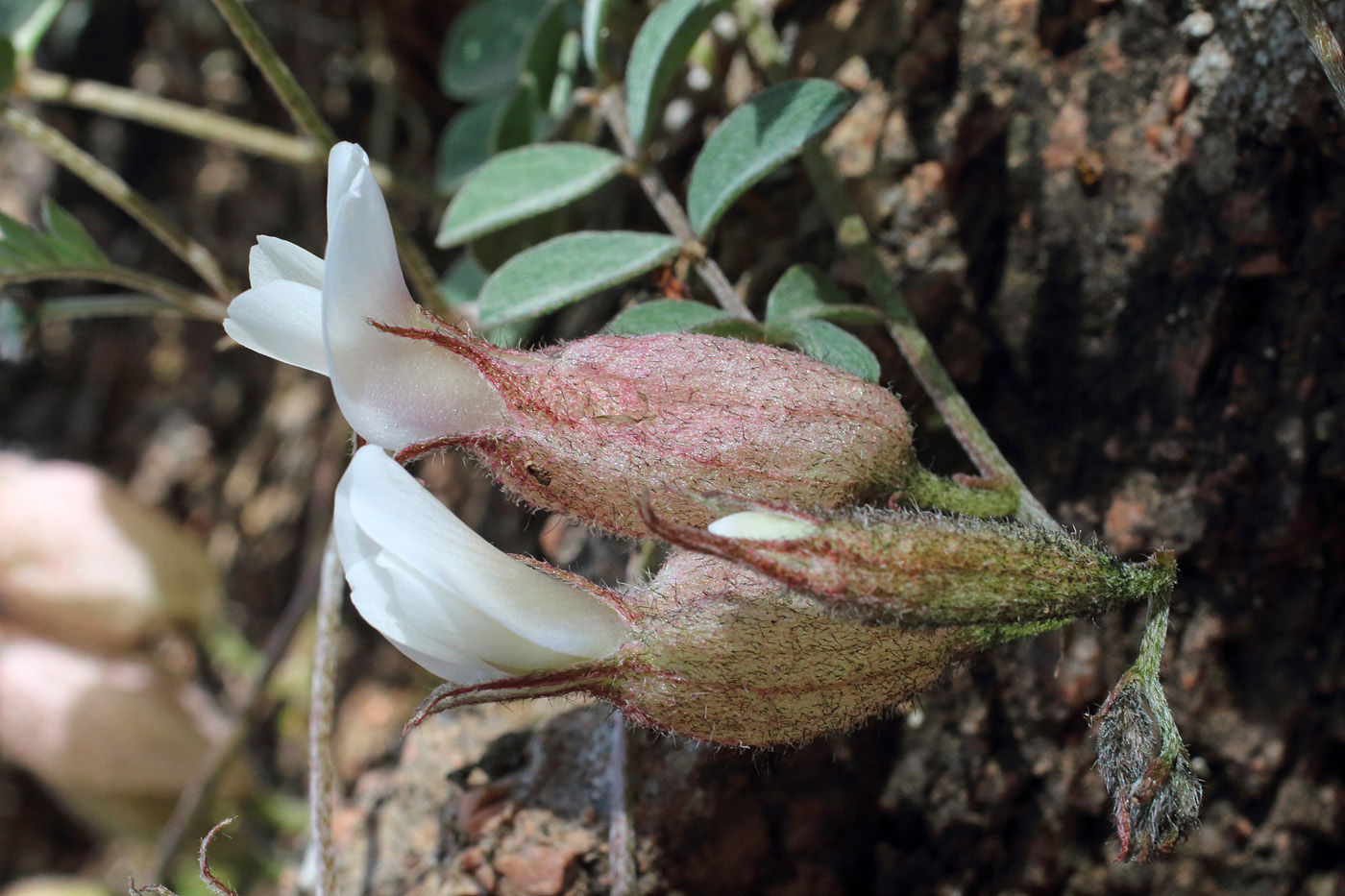 Image of Astragalus abolinii specimen.