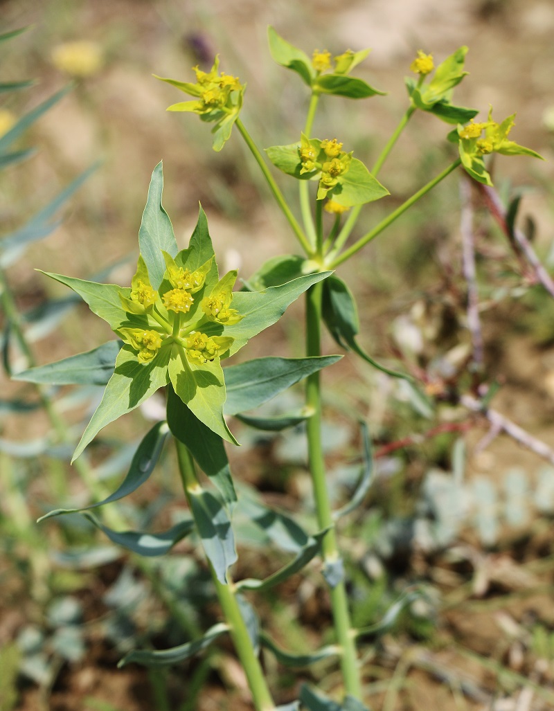 Image of Euphorbia heteradena specimen.
