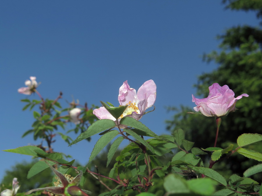 Изображение особи Rosa acicularis.