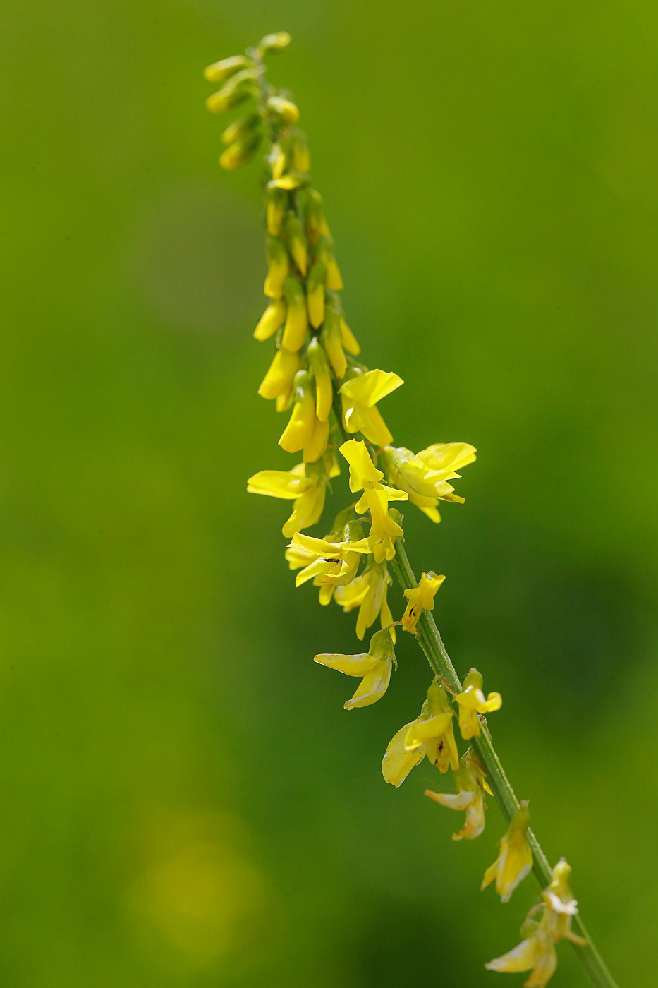 Изображение особи Melilotus officinalis.