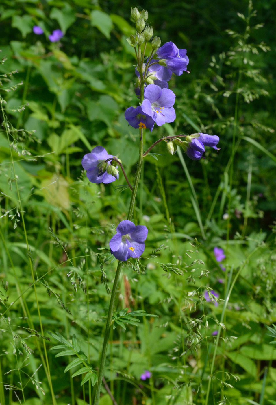 Изображение особи Polemonium caeruleum.