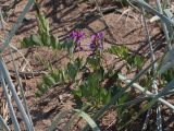 Lathyrus japonicus subspecies maritimus. Цветущее растение в зарослях Leymus arenarius. Ленинградская обл., побережье в окр. ст. Бронка, песчаный пляж. 08.08.2009.