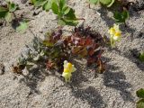 Linaria japonica. Цветущее растение. Приморье, Партизанский р-н, морское побережье, песчаный пляж. 10.07.2016.