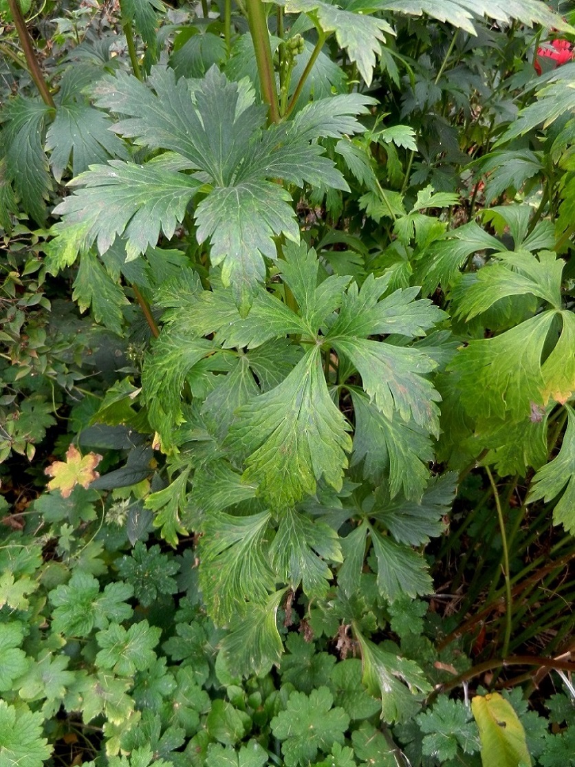 Изображение особи Aconitum bodinieri.