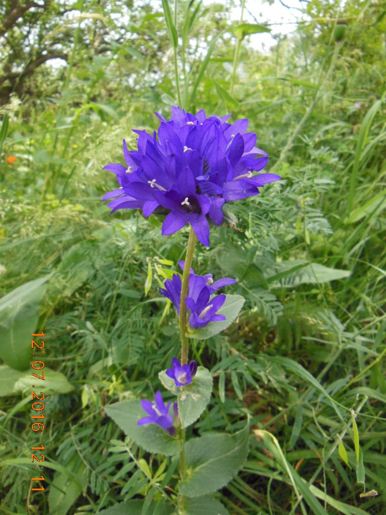 Изображение особи Campanula glomerata.