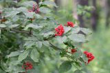 Sambucus racemosa