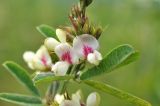 Lespedeza davurica