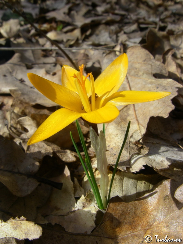 Изображение особи Crocus angustifolius.