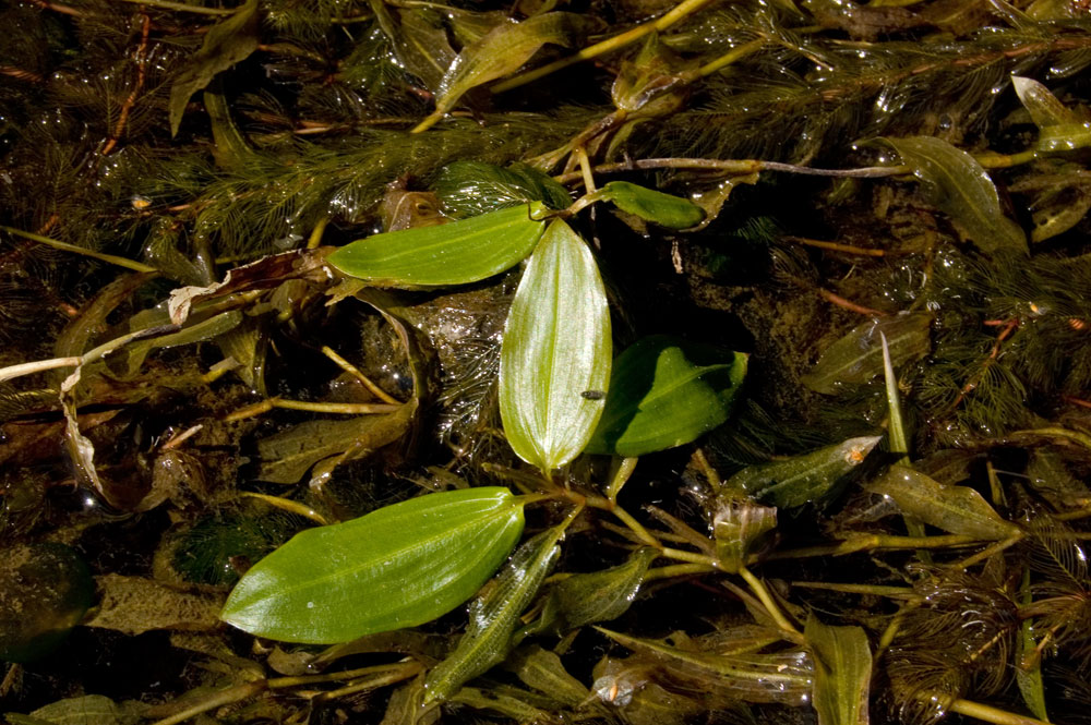 Image of Potamogeton natans specimen.